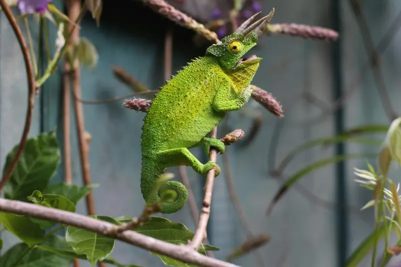 Chameleon on a branch in the East Usambara forest near Nilo Forest Lodge
